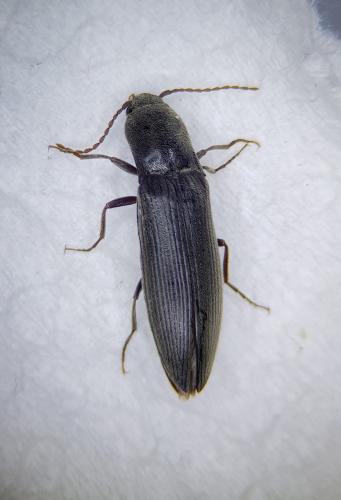 Ectinus aterrimus